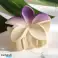 Закопчалка за коса XL цвете OMBRE матов крем с лилаво 7.5 x 8cm SP402 картина 1