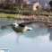 AG384A FALCON BIRD REPELLER VOLANT photo 4