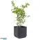 Keter Cube Wood Planter M anthracite image 1