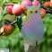 OD19 BIRD REPELLER SITTING OWL image 3