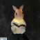ZD50R SOLAR LED RABBIT LAMP WITH BOOK image 2