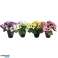 Kunstplant in pot Viool 21 cm 4 assorti kleur paars, bordeaux, geel en wit foto 1