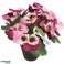 Kunstplant in pot Viool 21 cm 4 assorti kleur paars, bordeaux, geel en wit foto 3